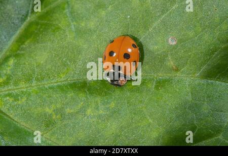 Marienkäfer mit sieben Flecken, Coccinella septempunctata, auf Blattfläche. Stockfoto