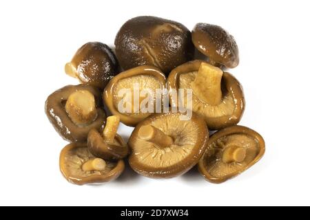Asiatische Shiitake-Pilze auf weißem Hintergrund Stockfoto