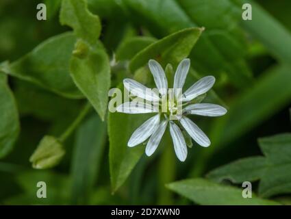 Blüten von Wasserkicherkraut, Stellaria aquatica, in feuchten Mulde, Stour Tal, Dorset. Stockfoto