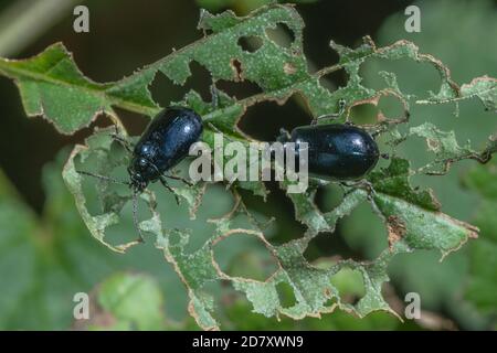 Erlenblattkäfer, Agelastica alni, auf den Blättern von Alder, Alnus glutinosa. Stockfoto