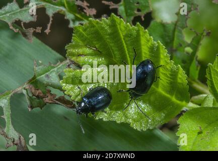 Erlenblattkäfer, Agelastica alni, auf den Blättern von Alder, Alnus glutinosa. Stockfoto