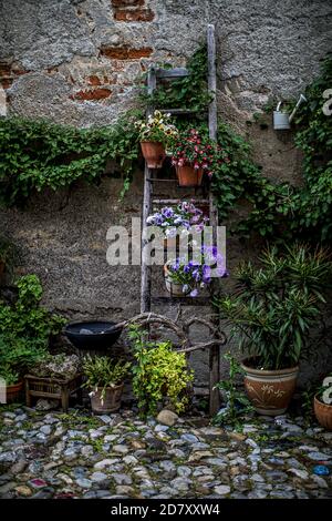 pansy, Oleander, Kaktus geschmackvolle Anordnung im Hinterhof Stockfoto