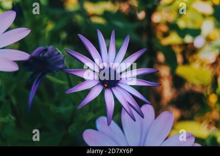 Nahaufnahme einer violetten Blume von osteospermum ecklonis mittig Das Bild Stockfoto