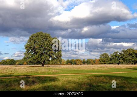 Eine einzige englische Eiche, quercus robur vor dem Hintergrund eines wolkigen sonnigen blauen Himmels im buschigen Park West London Englamnd UK Stockfoto