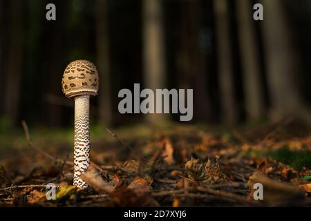 Parasol Pilz - Macrolepiota procera, große leckere Pilze aus der ganzen Welt Wiesen und Wälder, Zlin, Tschechische Republik. Stockfoto