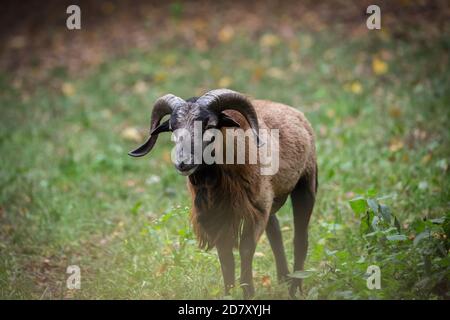 Kamerun Schafe, männlich Stockfoto