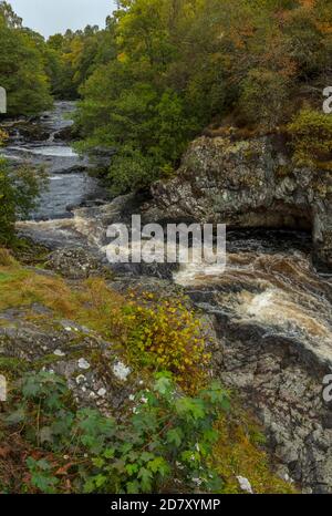 Die Falls of Shin am Fluss Shin, in der Nähe von Lairg im Herbst, Highland Scotland. Stockfoto