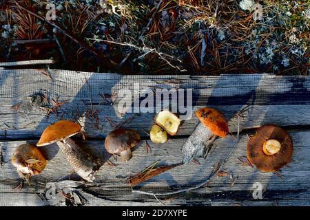 Sechs verschiedene essbare Pilze, verteilt durch einen Bogen, auf einem verfallenen Holzbrett grau. Stockfoto