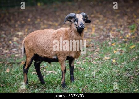 Kamerun Schafe, männlich Stockfoto