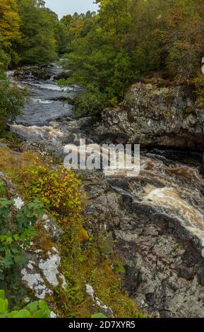 Die Falls of Shin am Fluss Shin, in der Nähe von Lairg im Herbst, Highland Scotland. Stockfoto