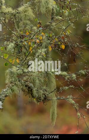 Flechten einschließlich der langen, hängenden Bartflechte, Usnea dasopoga, auf Birke im Herbst, Nordschottland. Stockfoto