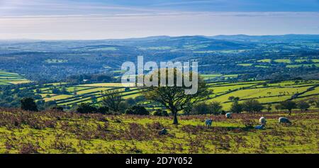 Panorama der Felder im Burrator Reservoir in Dartmoor National Park in Devon in England in Europa Stockfoto