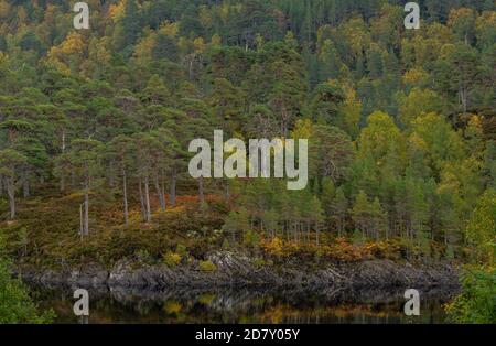 Glen Affric, nationales Naturschutzgebiet und Caledonian Forest Reserve, im Herbst; Highland, Schottland. Schottenkiefer, Pinus sylvestris mit Birken. Stockfoto