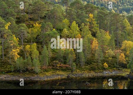 Glen Affric, nationales Naturschutzgebiet und Caledonian Forest Reserve, im Herbst am Ufer des Loch Beinn A' Mheadhoin; Highland, Schottland. Schottenkiefer, Stockfoto