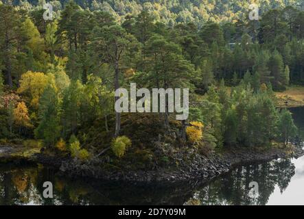 Glen Affric, nationales Naturschutzgebiet und Caledonian Forest Reserve, im Herbst am Ufer des Loch Beinn A' Mheadhoin; Highland, Schottland. Schottenkiefer, Stockfoto