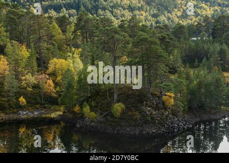 Glen Affric, nationales Naturschutzgebiet und Caledonian Forest Reserve, im Herbst am Ufer des Loch Beinn A' Mheadhoin; Highland, Schottland. Schottenkiefer, Stockfoto