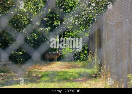 Wolf Hund hinter einem Zaun im Wildpark gesperrt In Silz/Pfalz in Deutschland Stockfoto