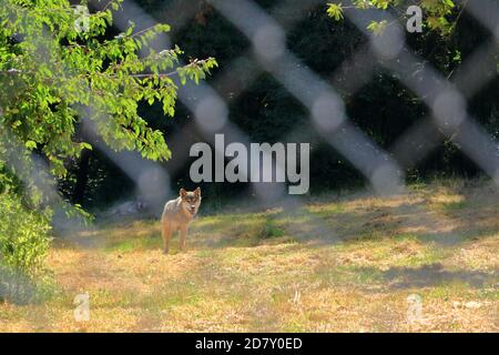 Wolf Hund hinter einem Zaun im Wildpark gesperrt In Silz/Pfalz in Deutschland Stockfoto