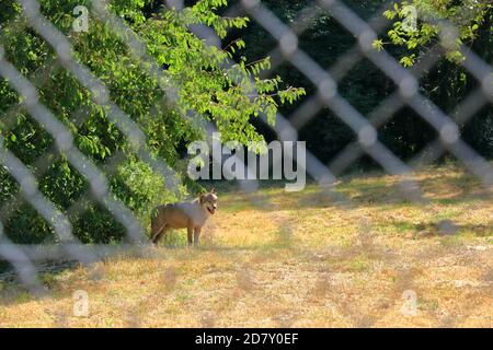 Wolf Hund hinter einem Zaun im Wildpark gesperrt In Silz/Pfalz in Deutschland Stockfoto