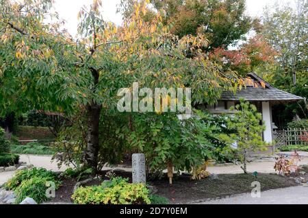 Japanischer Garten im National Botanical Garden of Wales Carmarthenshire Wales Großbritannien Stockfoto