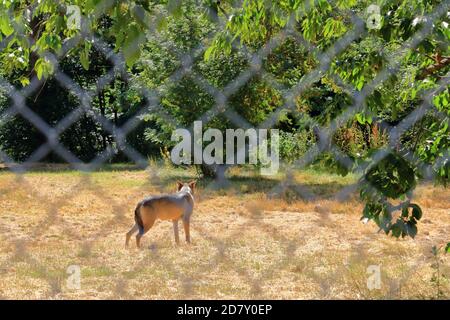 Wolf Hund hinter einem Zaun im Wildpark gesperrt In Silz/Pfalz in Deutschland Stockfoto