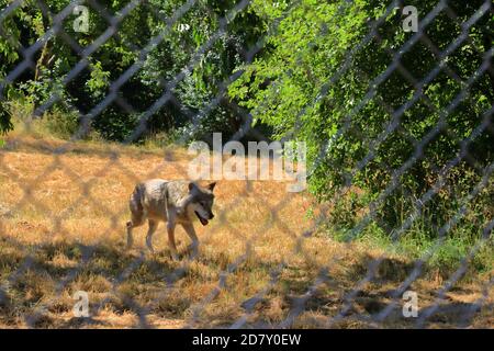 Wolf Hund hinter einem Zaun im Wildpark gesperrt In Silz/Pfalz in Deutschland Stockfoto