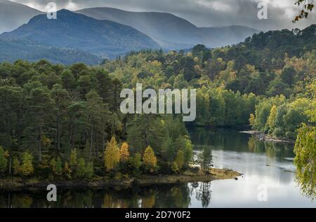 Glen Affric, nationales Naturschutzgebiet und Caledonian Forest Reserve, im Herbst am Ufer des Loch Beinn A' Mheadhoin; Highland, Schottland. Schottenkiefer, Stockfoto