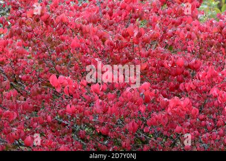 Rote Blätter von Euonymus alatus compactus Burning Bush kompakt geflügelt Spindelbuchse im Herbst Stockfoto