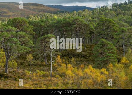 Glen Affric, nationales Naturschutzgebiet und Caledonian Forest Reserve, im Herbst; Highland, Schottland. Schottenkiefer, Pinus sylvestris mit Birken. Stockfoto