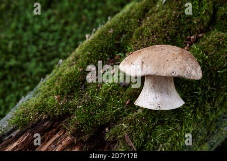 Steinpilz oder Boletus edulis auf moosigen Treibholzhintergrund. Wildpilze im Wald. Stockfoto