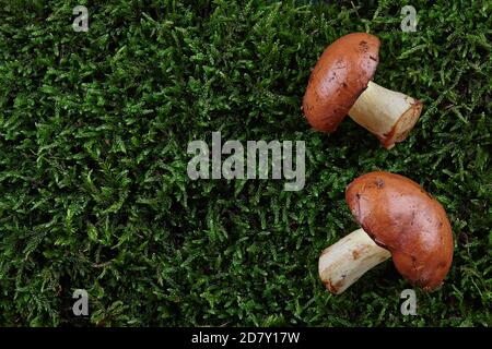 Rutschige Buben oder Suillus luteus auf grünem Mooshintergrund. Wildpilze im Wald. Stockfoto