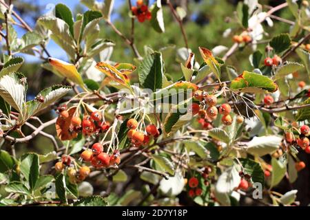 Nahansicht des Traubenhaufens der Beeren des Greak-Weißbeam (Sorbus graeca) Stockfoto