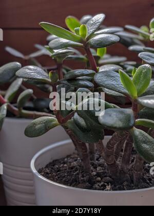 Crassula ovata oder Jade Pflanze in einem weißen Topf auf Ein Holzhintergrund Stockfoto