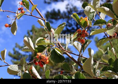 Nahansicht des Traubenhaufens der Beeren des Greak-Weißbeam (Sorbus graeca) Stockfoto