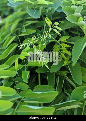 Üppiges Laub von Sophora japonica oder Styphnolobium japonicum oder Japanisch pagodenbaum Stockfoto