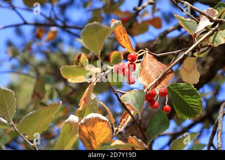 Nahansicht des Traubenhaufens der Beeren des Greak-Weißbeam (Sorbus graeca) Stockfoto