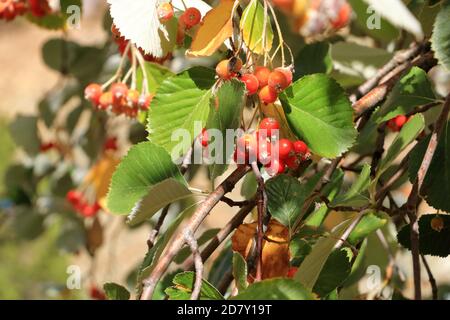 Nahansicht des Traubenhaufens der Beeren des Greak-Weißbeam (Sorbus graeca) Stockfoto