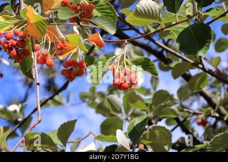Nahansicht des Traubenhaufens der Beeren des Greak-Weißbeam (Sorbus graeca) Stockfoto