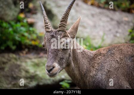 Steinbock, weiblich (Capra Steinbock) in Gefangenschaft Stockfoto