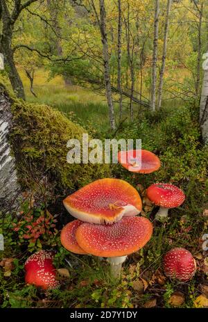 Fliegenpilze, Amanita muscaria, Pilze in Birkenwäldern. Schottland. Stockfoto