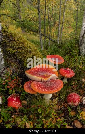 Fliegenpilze, Amanita muscaria, Pilze in Birkenwäldern. Schottland. Stockfoto