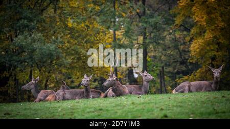 Gruppe von Hirschen, die ruhen (Cervus Elaphus) Stockfoto