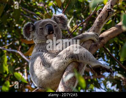 Koala (Phascolarctos cinereus) sitzt in einem Gummibaum auf dem Tamborine Mountain, Queensland. Eine australische Ikone der Tierwelt. Gefährdete Beuteltier. Stockfoto
