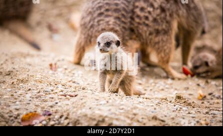 Erdmännchen in Gefangenschaft (Suricata suricatta) Stockfoto