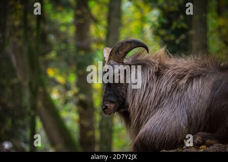 Himalaya-Tahr-Männchen (Hemitrag jemlahicus) Stockfoto