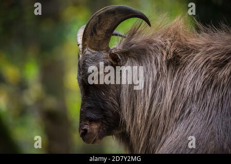 Himalaya-Tahr-Männchen (Hemitrag jemlahicus) Stockfoto