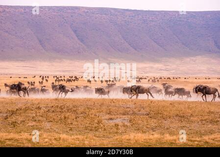 Gnusherde und Gnus im Ngorongoro Krater Nationalpark, Wildtiersafari in Tansania, Afrika. Stockfoto