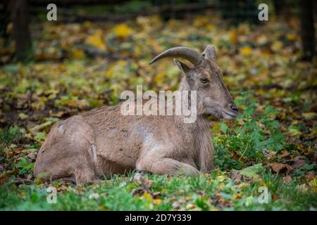 Captive barbary Schafe / aoudad (Ammotragus lervia) Stockfoto