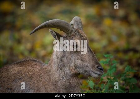 Captive barbary Schafe / aoudad (Ammotragus lervia) Stockfoto