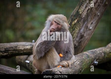 Hamadryas Pavian im Zoo (Papio hamadryas) Stockfoto